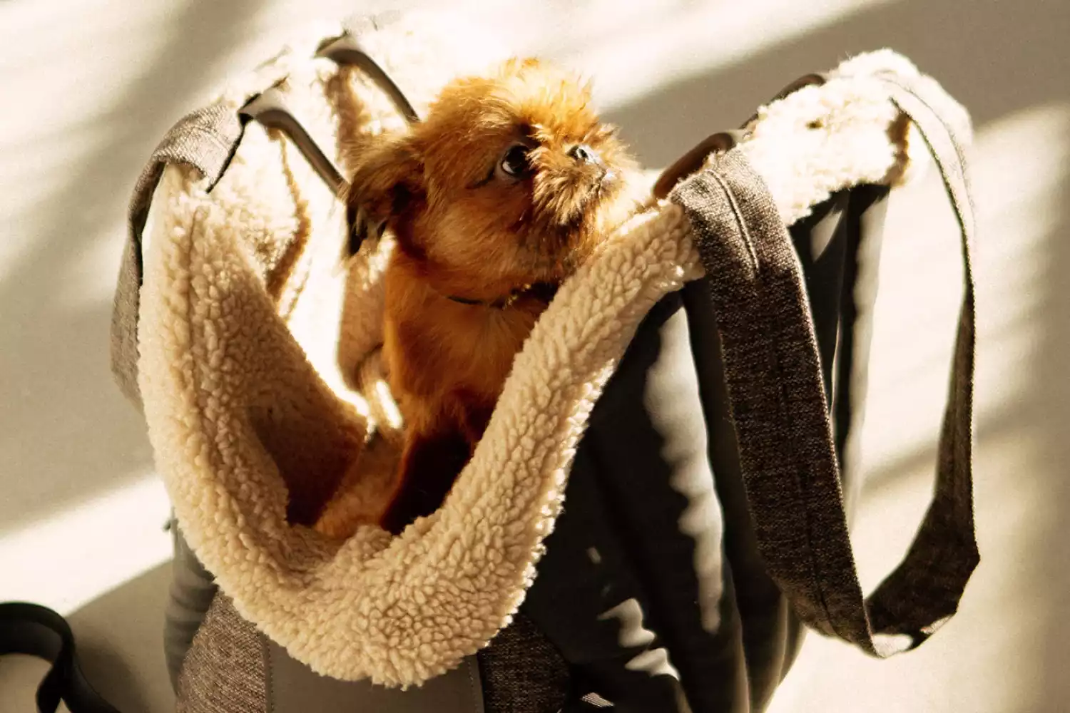 Pomeranian Dog Carrier Car Seat for Ford Fusion
