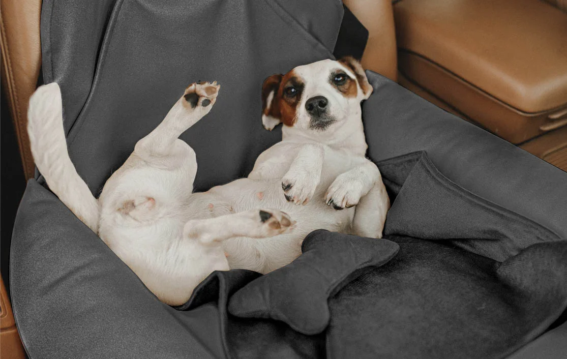 Italian Greyhounds Dog Car Seat for BMW 3 Series