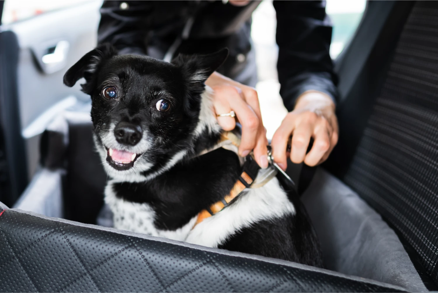 Beagles  Dog Safety Belt for Subaru Outback