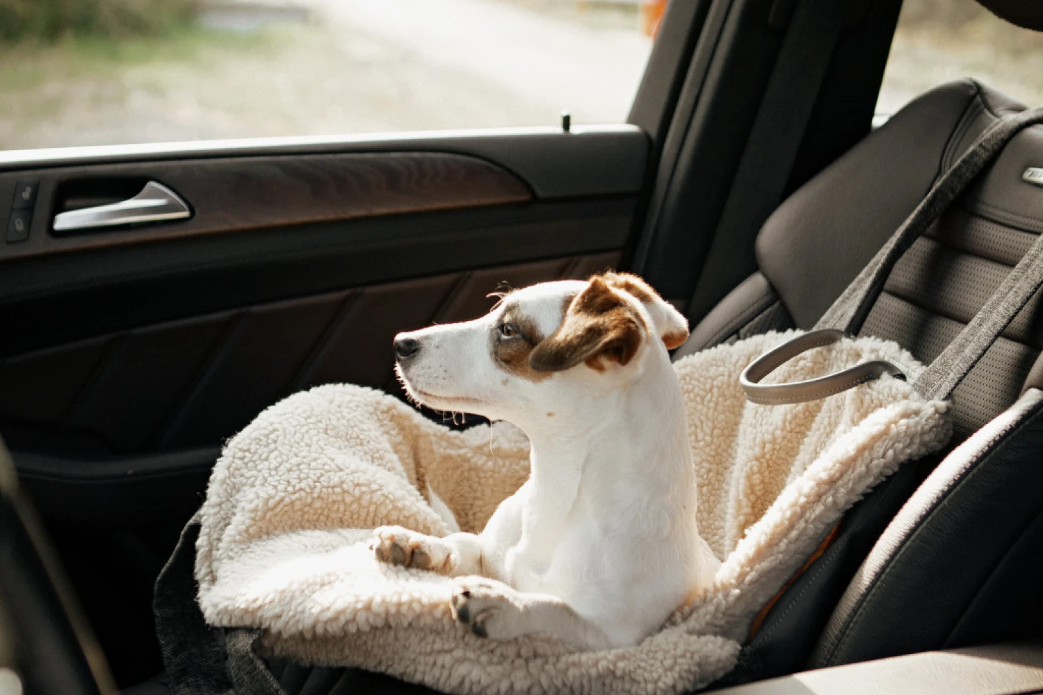 Dog Carrier Purse for Lowchen